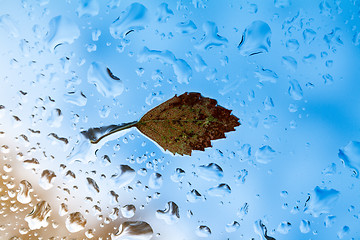 Image showing Yellow leaf on the glass.