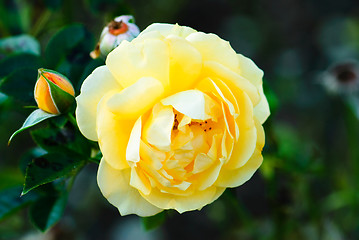 Image showing Yellow Rose close up