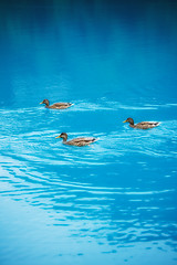 Image showing Ducks