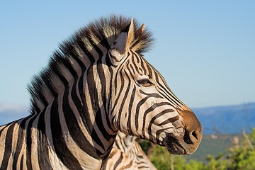 Image showing zebra side profile