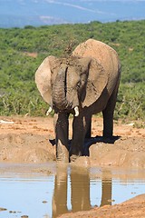 Image showing elephant bath
