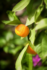 Image showing Mandarin tree ,close up photo with shallow DOF
