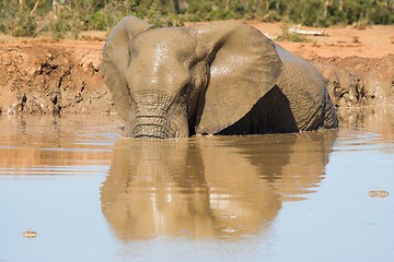 Image showing muddy elephant