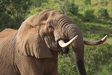 Image showing elephant tusks