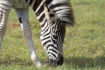 Image showing feeding zebra