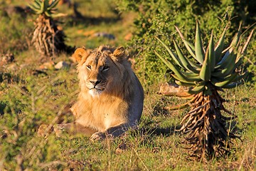 Image showing resting lion