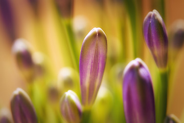 Image showing Flowers