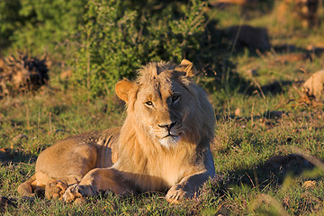 Image showing lazy lion