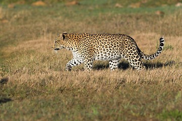 Image showing stalking leopard