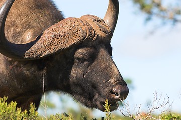 Image showing Grazing Buffalo