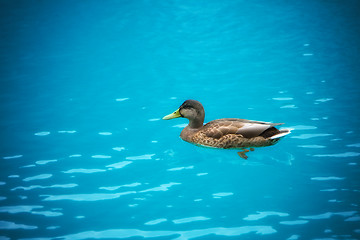 Image showing Duck