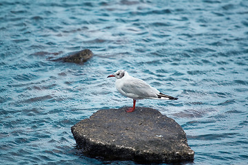 Image showing Seagull