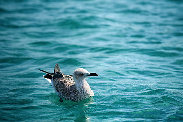 Image showing Seagull