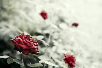 Image showing Rose Bush artistic toned