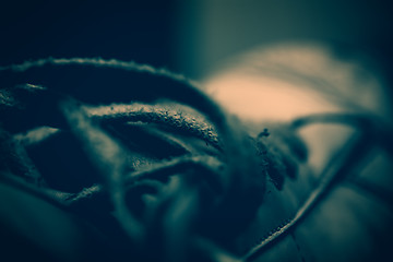 Image showing Close up of old sport shoes , retro style toned photo