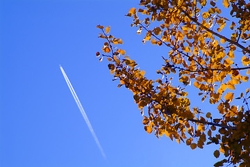 Image showing tree with airplane