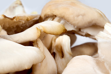 Image showing Close up of Mushrooms in a bowl