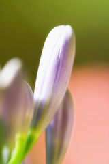 Image showing Flowers