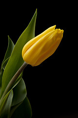 Image showing Tulip