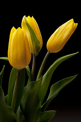 Image showing Tulip