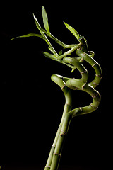 Image showing Bamboo