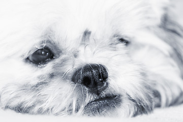 Image showing Adorable dog thinking, artistic toned photo