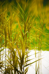 Image showing Nature background , canes and a beautiful lake