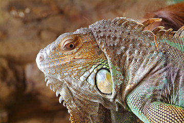 Image showing iguana