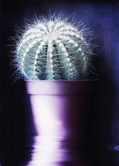 Image showing Close up of a cactus plant with water reflection