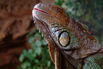 Image showing iguana