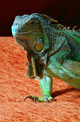 Image showing iguana