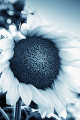 Image showing Beautiful sunflower close up , retro style toned photo