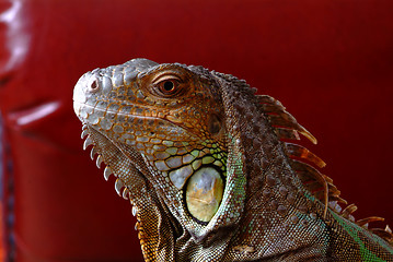 Image showing iguana