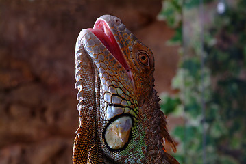 Image showing iguana