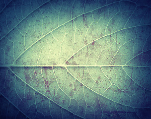 Image showing Leaf Texture, grunge textured background for your projects