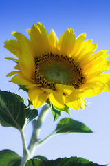 Image showing Beautiful vivid sunflower on a sunny day