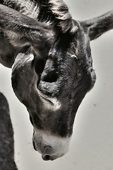 Image showing Photo of a cute tired donkey on the farm