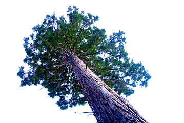 Image showing sequoia