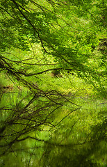 Image showing Beautiful tree on the lake with reflection