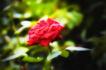 Image showing Nature background - Beautiful red rose in the garden