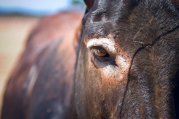 Image showing Photo of a cute  donkey on the farm