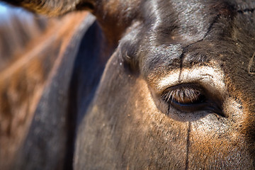 Image showing Donkey close up portrait