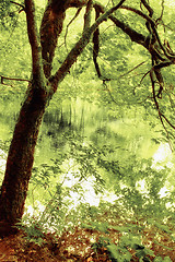 Image showing Beautiful tree on the lake with reflection