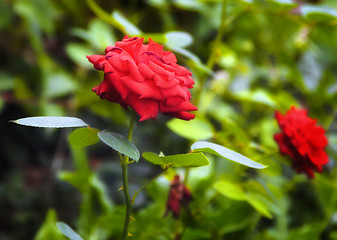 Image showing Beautiful red roses in the garden