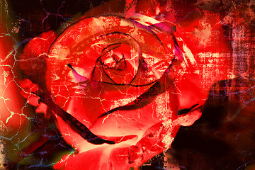 Image showing Red Rose - Grunge abstract textured background