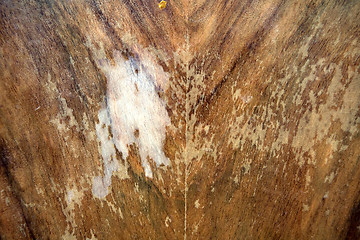 Image showing Grunge wooden texture or background