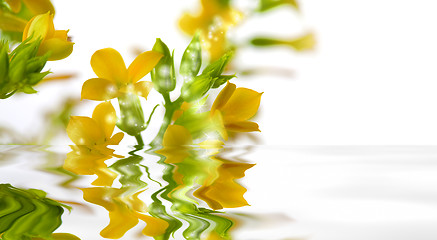 Image showing Magical flowers with water reflection