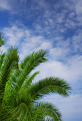 Image showing Palm tree against blue sky