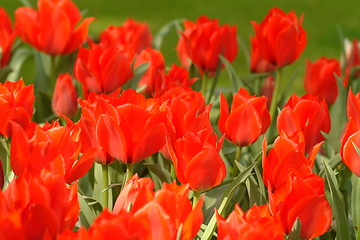 Image showing tulips