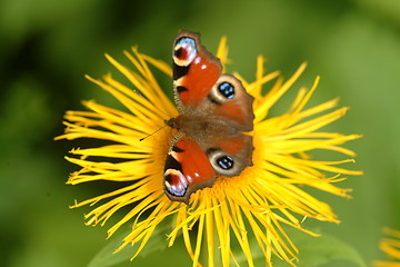 Image showing butterfly